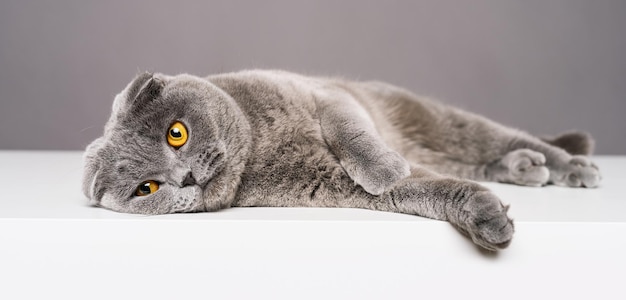 scottish fold of Brits korthaar kat rust op witte tafel, kijkend naar camera