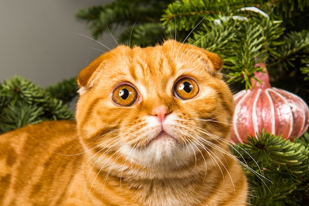 スコティッシュフォールドの赤い猫がクリスマスツリーの近くに座っています