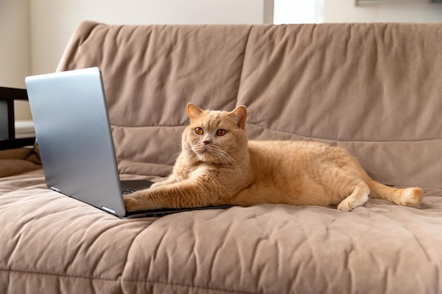 スコティッシュフォールドの赤い猫はラップトップでソファに横たわっています