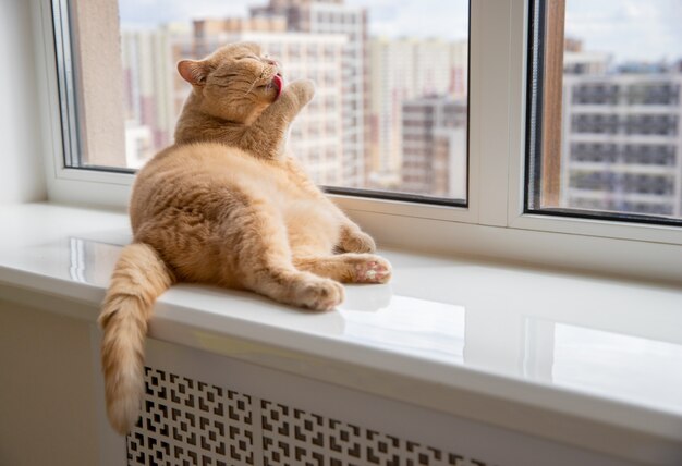 Scottish fold red cat lies on the windowsill