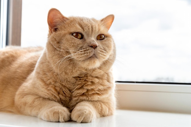 Scottish fold red cat lies on the windowsill