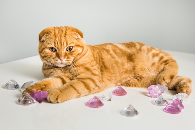 Scottish Fold rode kat met diamanten op een witte achtergrond op Valentijnsdag