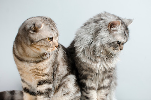 Foto lo scottish fold e il gatto incontaminato scozzese sono carini su un bianco