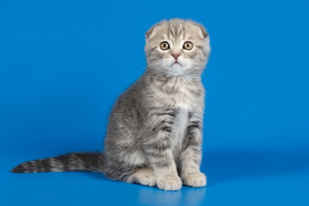 色付きの背景にスコティッシュフォールドショートヘアの猫