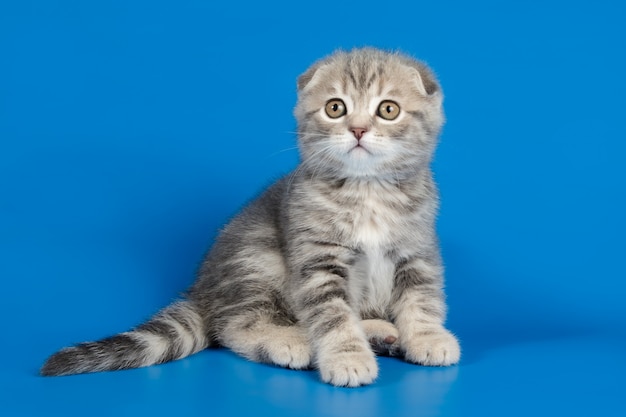 色付きの背景にスコティッシュフォールドショートヘアの猫