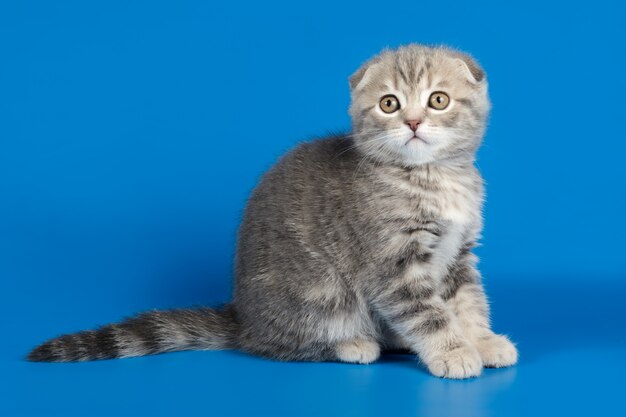 Scottish fold shorthair cat on colored backgrounds