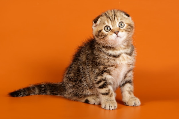 色付きの背景にスコティッシュフォールドショートヘアの猫