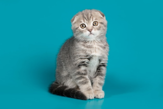 Шотландская короткошерстная кошка на цветном фоне
