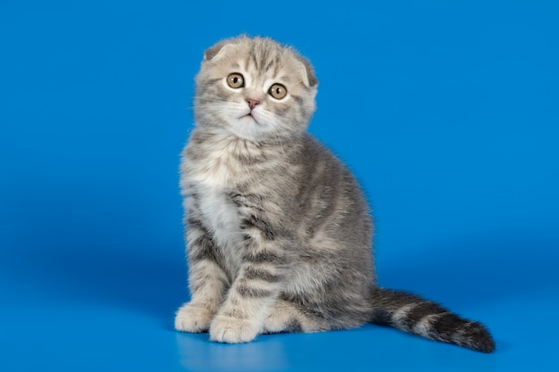 Scottish fold shorthair cat on colored backgrounds