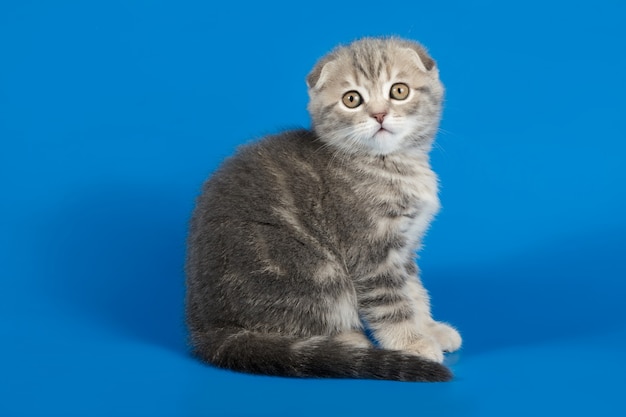 Scottish fold shorthair cat on colored backgrounds