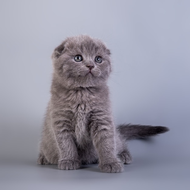 Scottish Fold small cute kitten blue color