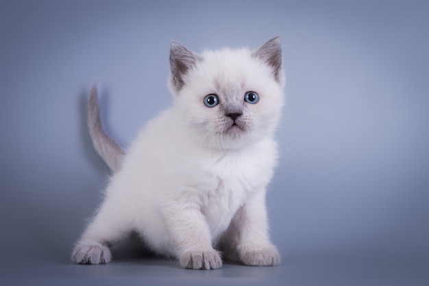 Scottish Fold 작은 귀여운 새끼 고양이 파란색 colorpoint 흰색