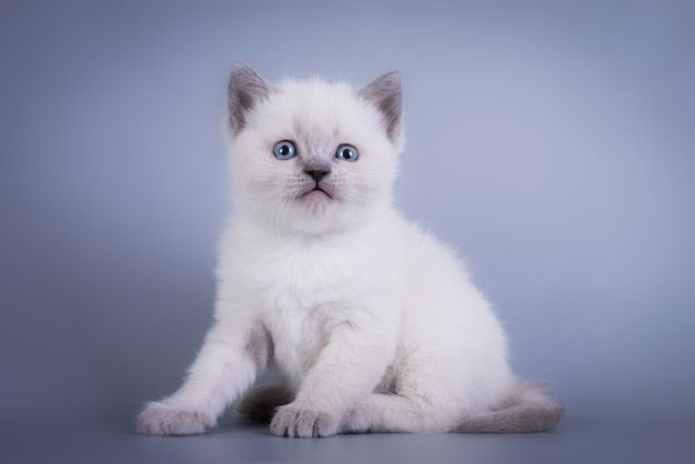 Scottish fold piccolo simpatico gattino blu colorpoint bianco