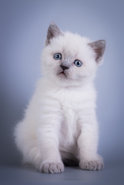Scottish Fold 작은 귀여운 새끼 고양이 파란색 colorpoint 흰색