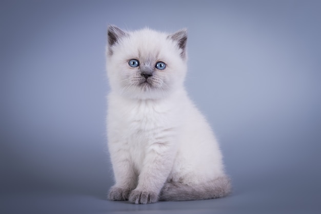 Scottish Fold 작은 귀여운 새끼 고양이 파란색 colorpoint 흰색