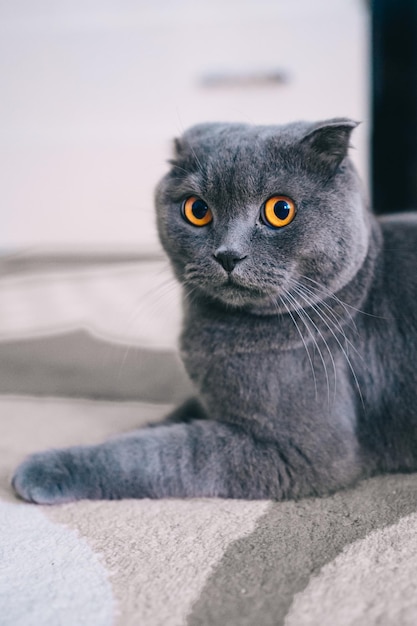 ソファにスコティッシュフォールド。イギリスの猫。灰色の猫
