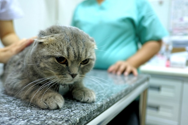 Photo scottish fold tabby cat visiting veterinarian for checking the health