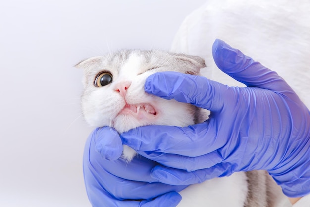 Scottish fold tabby kitten in the hands with blue medicial gloves. Medical veterinary visit