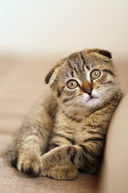 scottish fold tabby kitten