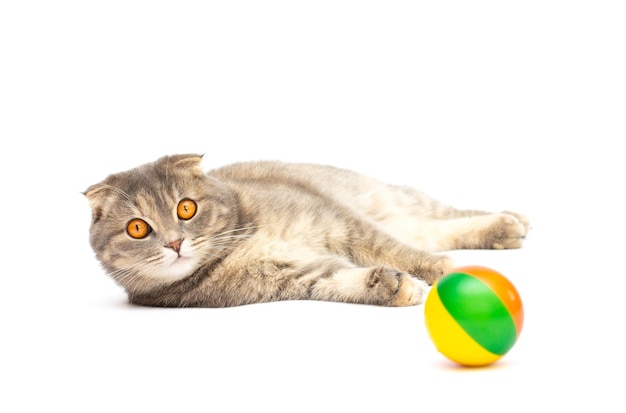 Шотландская вислоухая молодая кошка лежит и играет с мягким мячом, изолированным на белом