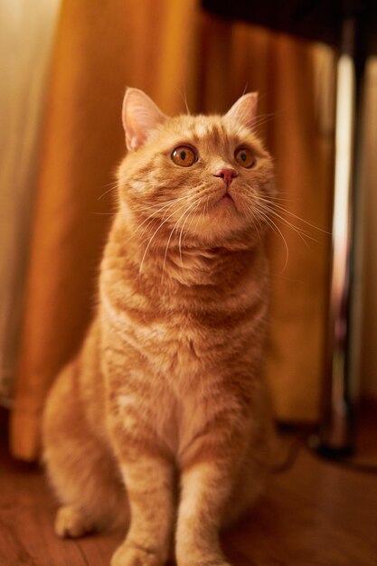 Scottish ginger cat cat with red hair homemade ginger cat