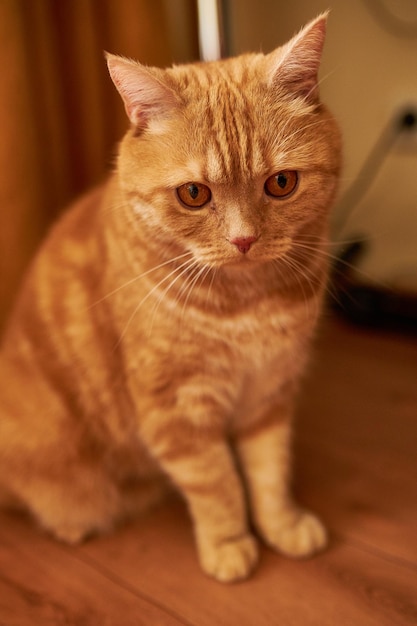 Scottish ginger cat Cat with red hair Homemade ginger cat