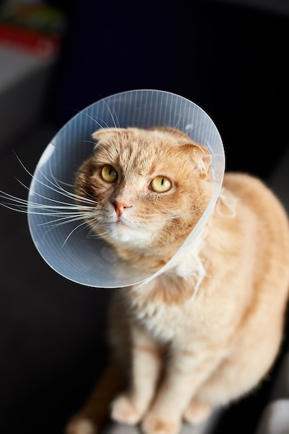 Scottish ginger cat in veterinary plastic cone on head at recovery