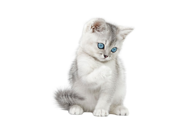 scottish gray kitten with blue eyes isolated on white background