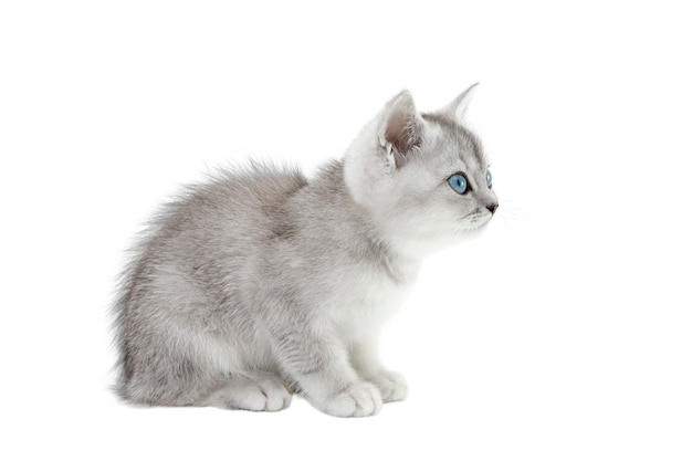 scottish grey kitten isolated on white background