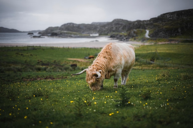 Scottish Highland calf in the field