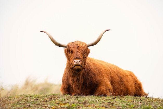 Scottish highland cattle cow in the countryside bull with horns on a pasture ginger shaggy coat