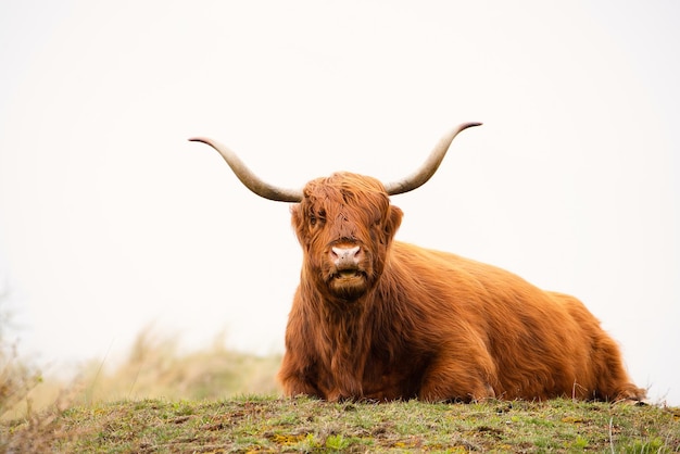 Scottish highland cattle cow in the countryside bull with horns on a pasture ginger shaggy coat