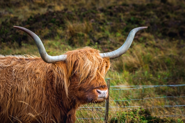 Scottish Highland Cow and a fence