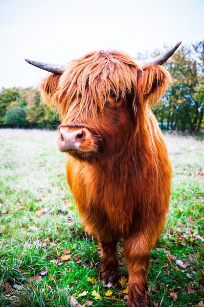 Scottish Highland cow in the nature