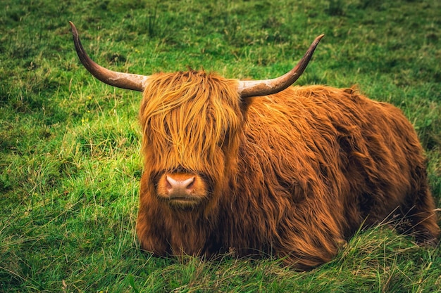 Scottish Highland Cow