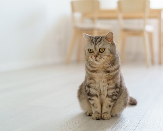 Scottish hungry cat wants to eat looking pitifully kitten siting in kitchen floor and waiting