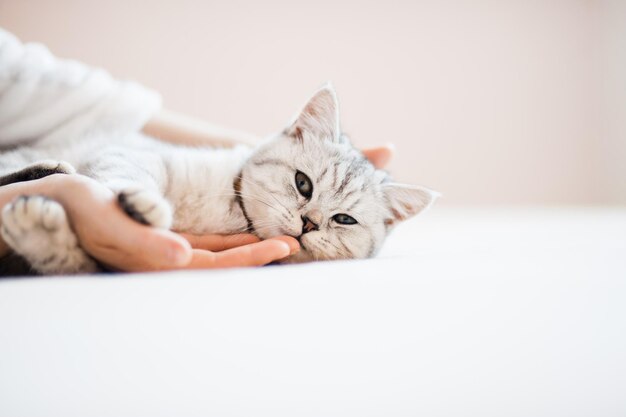 Scottish kitten in the hands of a girl Funny gray cat