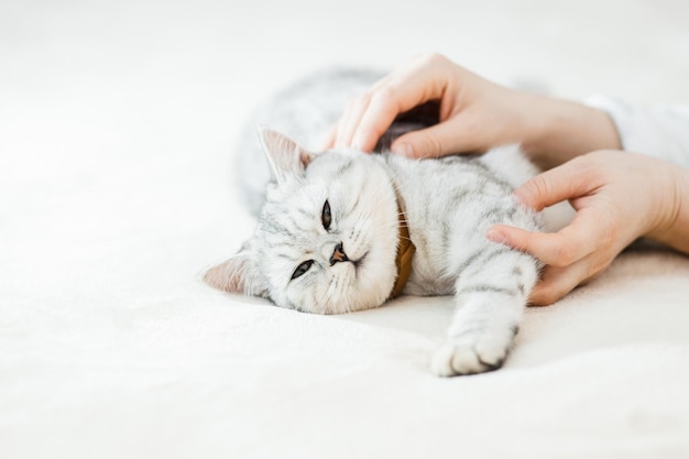 Scottish kitten in the hands of a girl Funny gray cat