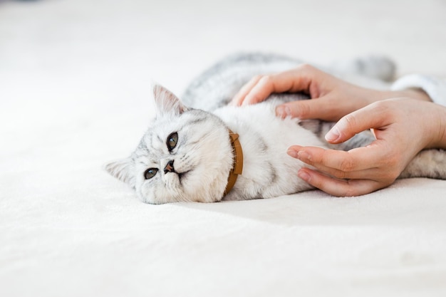 Scottish kitten in the hands of a girl Funny gray cat