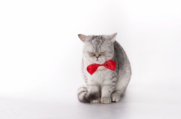 Scottish kitten with bow tie on a white background isolated