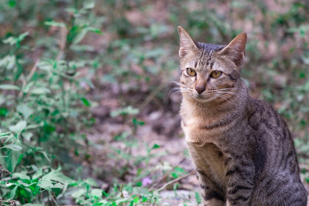 Шотландский котенок