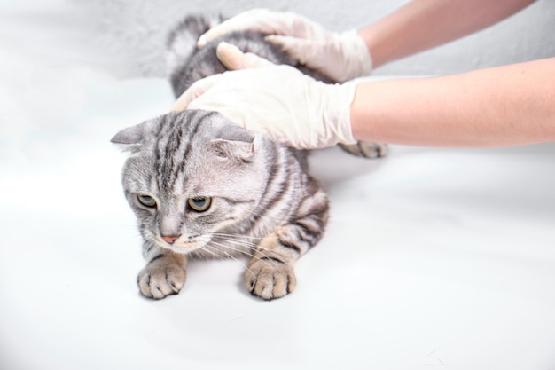 Scottish lop-ear in a veterinary clinic