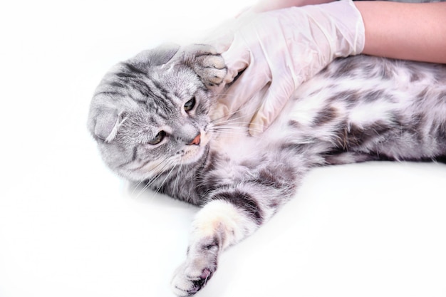 Scottish lop-ear in a veterinary clinic