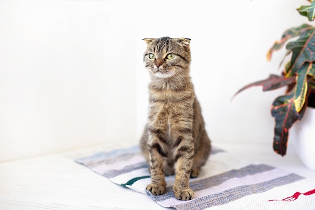 A Scottish lop-eared cat kitten plays, jumps on different surfaces and has fun