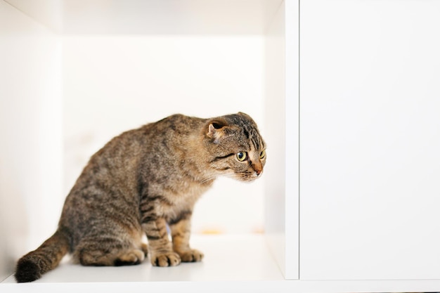 Un gattino scozzese dalle orecchie pendenti siede su un grande scaffale bianco tra scaffali e libri, in cerca di qualcosa. posto per il testo