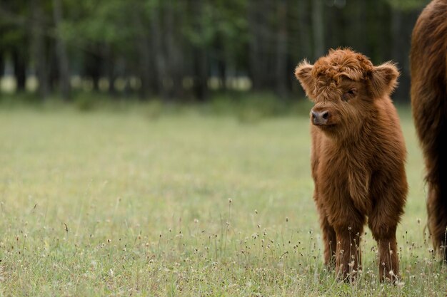 Scottish mountain bull calf and mother grazing on green meadow