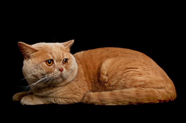 Scottish purebred cat