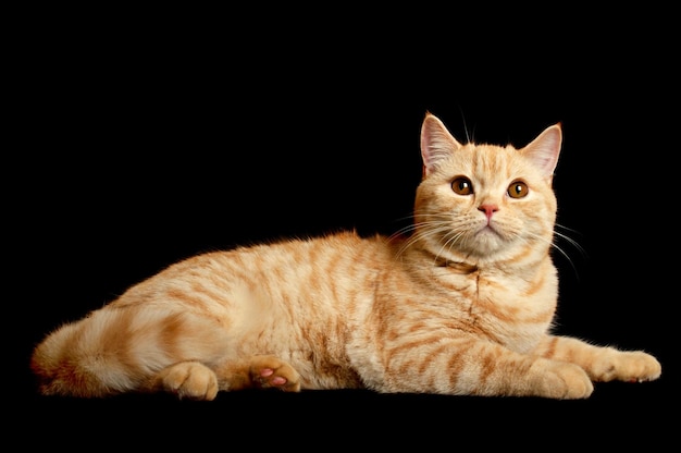 Scottish purebred cat