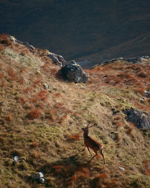 写真 スコットランドの赤鹿 (cervus elaphus scoticus) は山の斜面に立っている