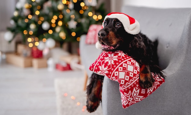 Scottish setter dog in santa hat resting on coach near decorated christmas tree at home